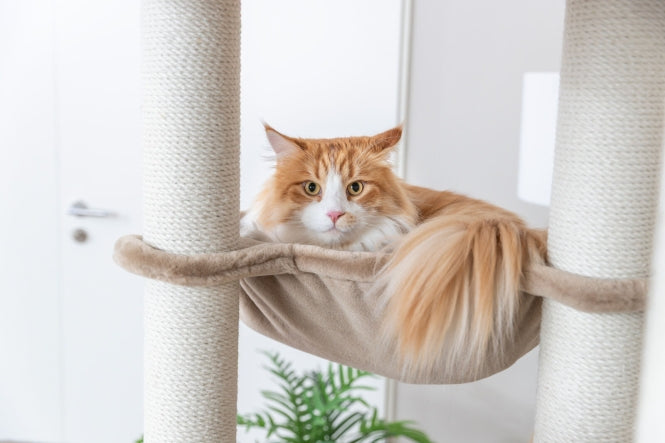 Kratzbaum für Katzen – XXL Brunna – Bild 3
