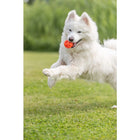 Wabenball für Hunde – aus TPE, 6cm – Bild 2