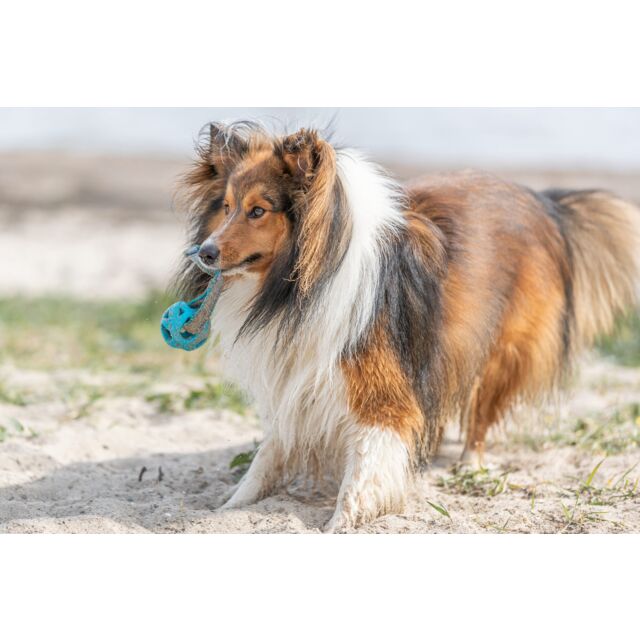 Wabenball für Hunde – am Seil aus TPE – Bild 2