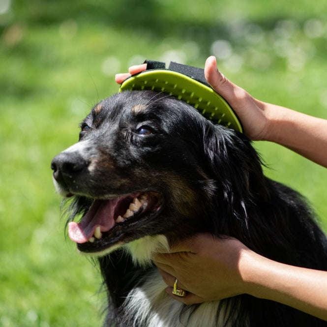 Waschhandschuh für Hunde –  – Bild 5