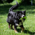 Wurfspielzeug für Hunde – TPR Boomerang – Bild 4