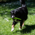 Wurfspielzeug für Hunde – TPR Boomerang – Bild 5