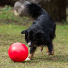 Treibball für Hunde –  – Bild 7