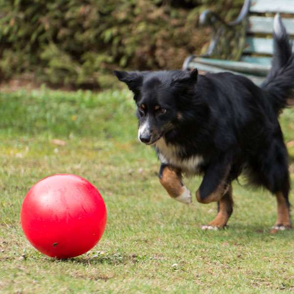 Treibball für Hunde –  – Bild 8