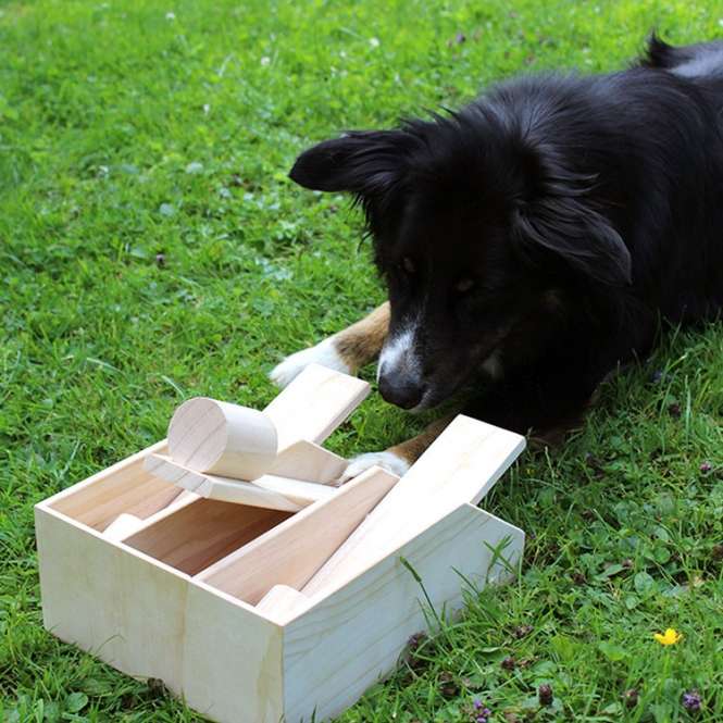Intelligenzspielzeug – Hundeklavier – Bild 2