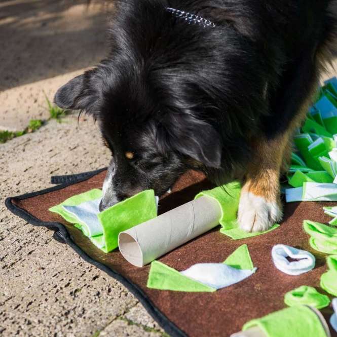 Intelligenzschnüffelmatte für Hunde –  – Bild 5
