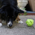 Snackball für Hunde – TPR Fisch – Bild 2