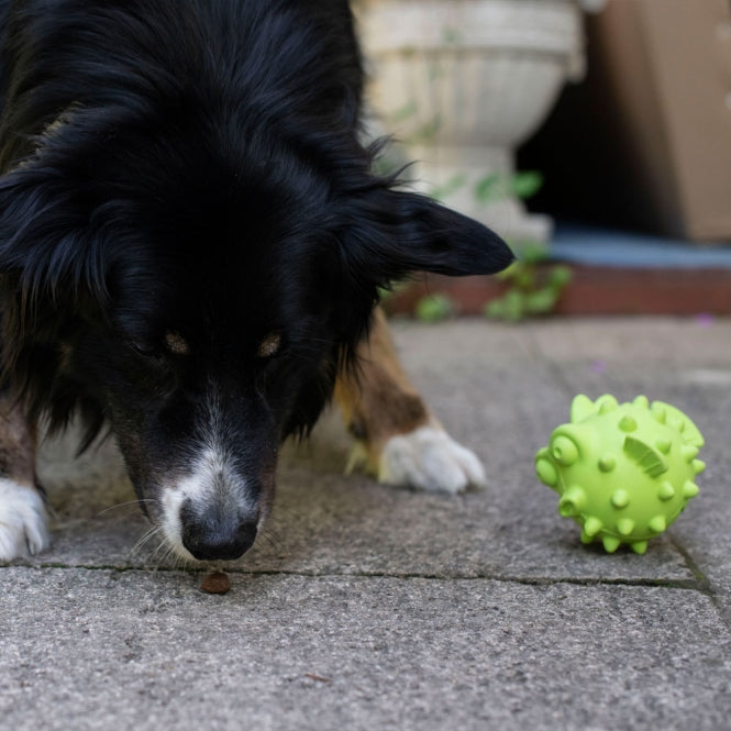 Snackball für Hunde – TPR Fisch – Bild 2