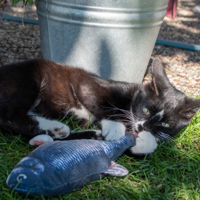 Beschäftigungsspielzeug für Katzen – Robocat Forelle, 30 cm – Bild 4