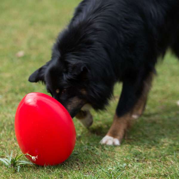 Hundetraining Zubehör – Spielei / Treibei – Bild 2