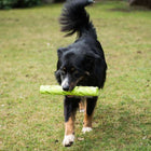 Futterdummy für Hunde – TPR grün – Bild 2