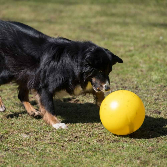 Treibball für Hunde –  – Bild 2