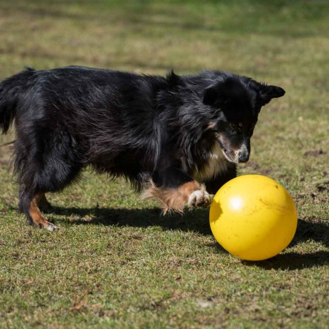 Treibball für Hunde –  – Bild 3