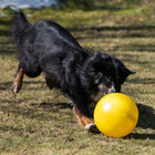 Treibball für Hunde –  – Bild 4