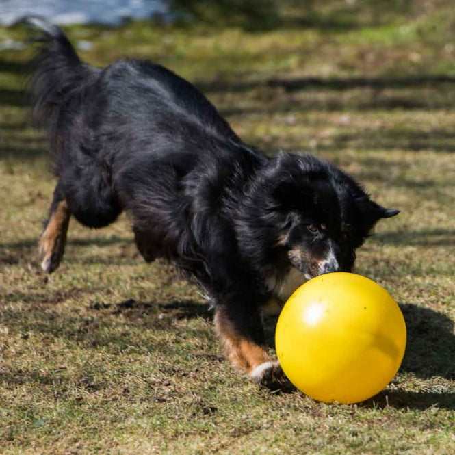 Treibball für Hunde –  – Bild 4