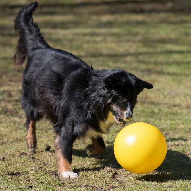 Treibball für Hunde –  – Bild 5