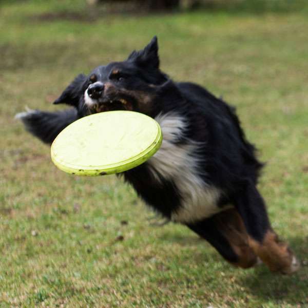 Hundefrisbee – TPR – Bild 3