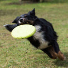 Hundefrisbee – TPR – Bild 3