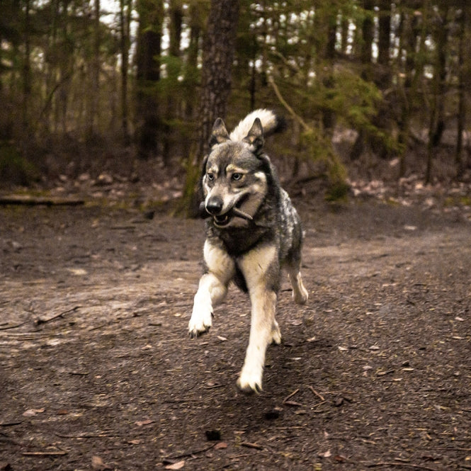Horn für Hunde – Viking Whole S – Bild 6