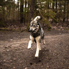 Horn für Hunde – Viking Whole S – Bild 6