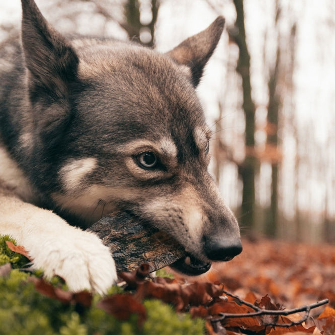 Horn für Hunde – Viking twist – Bild 5