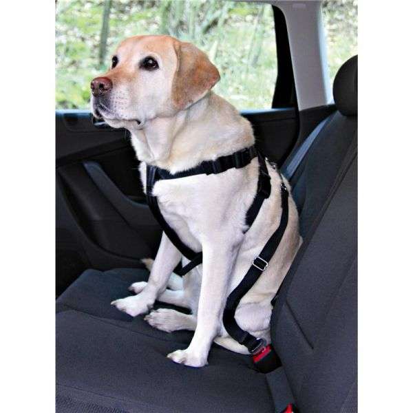 Auto-Sicherheitsgeschirr für Hunde –  – Bild 8
