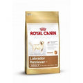 Hundetrockenfutter Labrador Retriever Adult | Royal Canin Rasse
